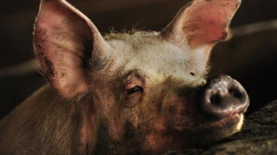 科学家在猪身上发现了这种耐药性。在中国，人们定期给猪喂食抗生素类药物。