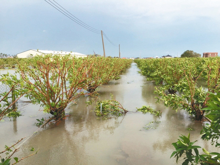 “莫兰蒂”台风造成全台农损近6亿 高雄4.6亿最惨重